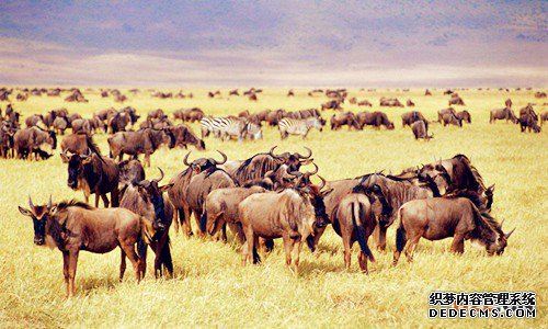 非洲商标注册 非洲商标注册