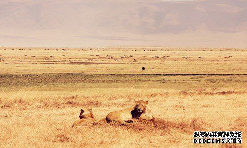 非洲商标注册 非洲商标注册