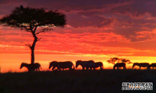 非洲商标注册 非洲商标注册