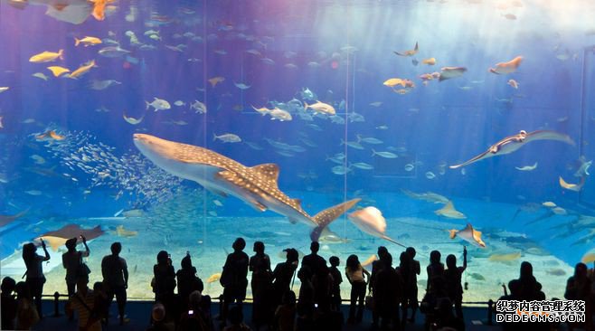 注册日本商标需要哪些材料? 注册日本商标需要哪些材料?