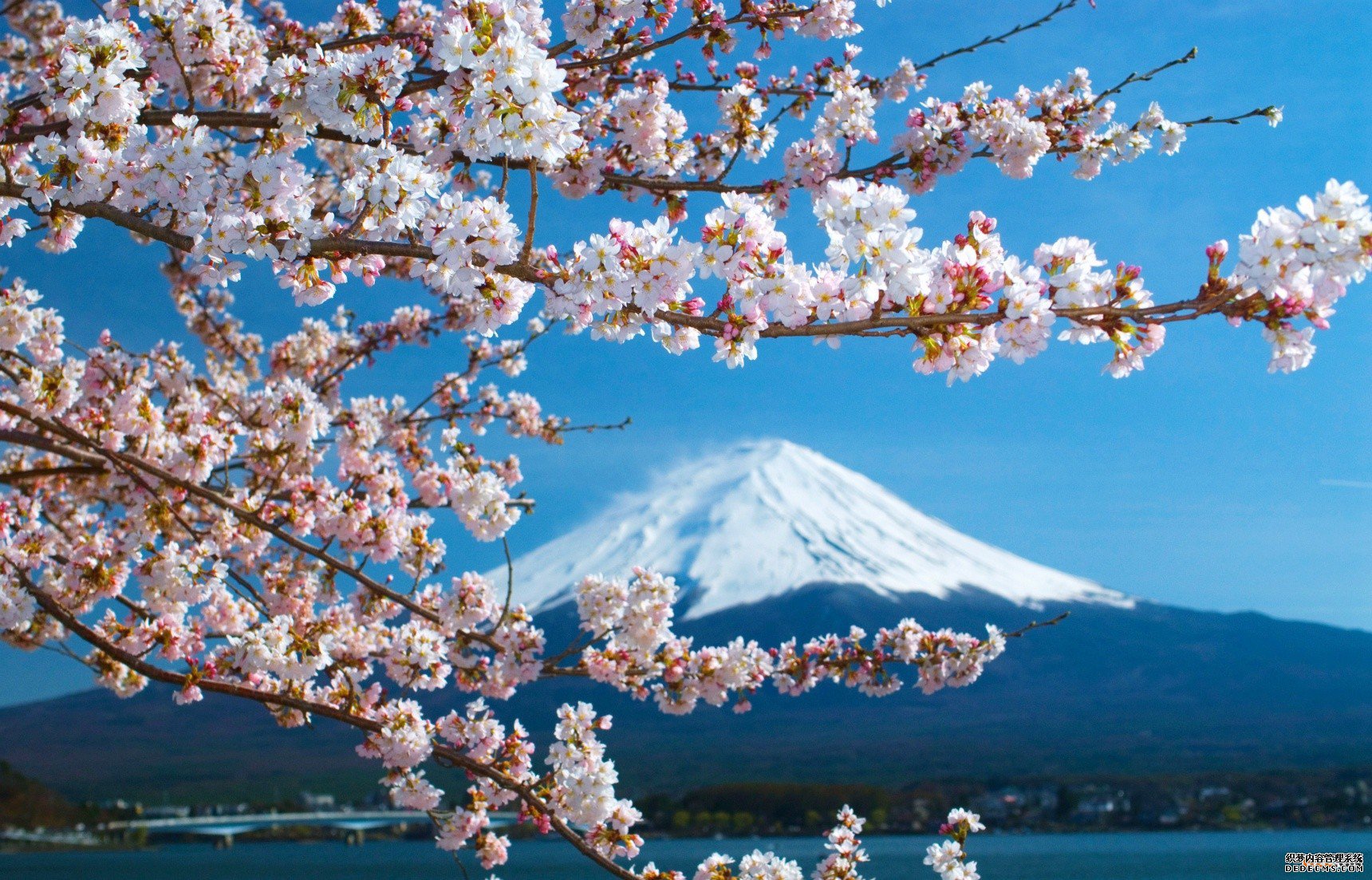 日本商标注册的流程有哪些? 日本商标注册的流程有哪些?