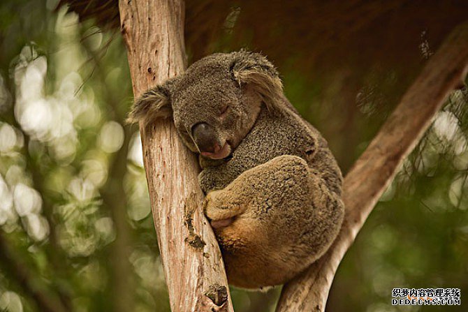 澳大利亚商标 澳大利亚商标