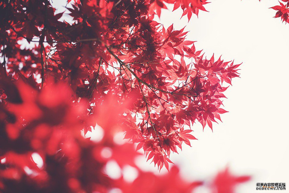 加拿大商标 加拿大商标