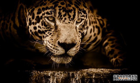 巴西商标 巴西商标