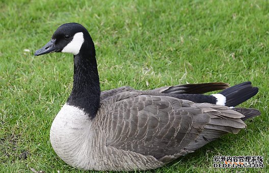 加拿大商标 加拿大商标