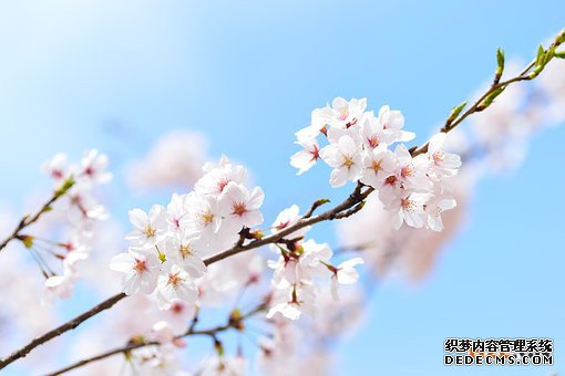 日本商标 日本商标