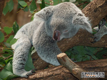 澳大利亚商标 澳大利亚商标