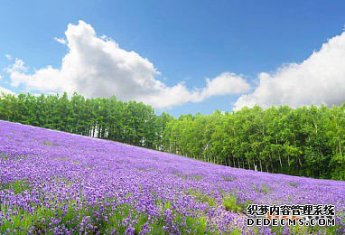 日本商标 日本商标