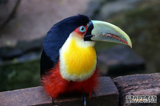 巴西商标 巴西商标