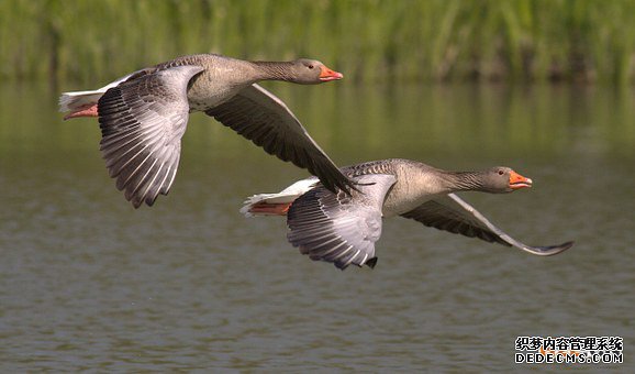 加拿大商标 加拿大商标