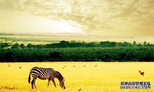 非洲商标注册 非洲商标注册