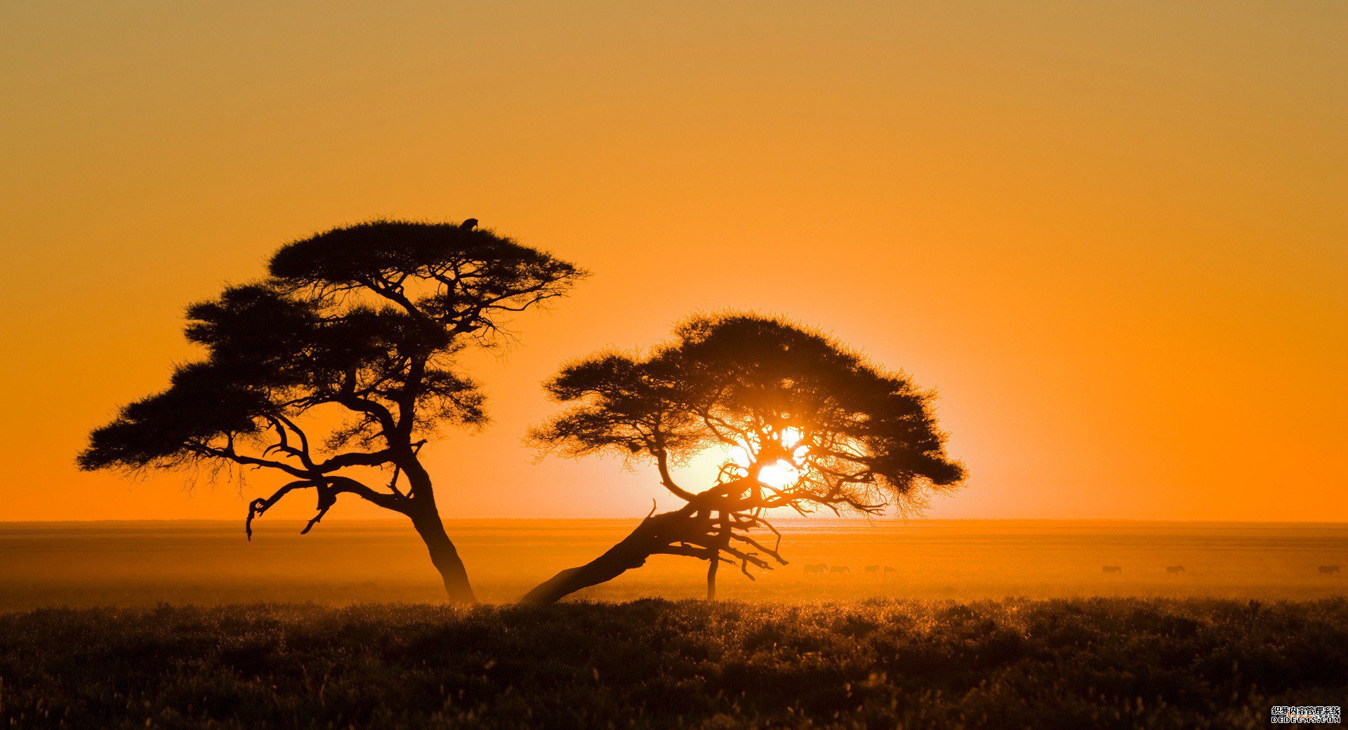 非洲地区工业产权组织 非洲地区工业产权组织