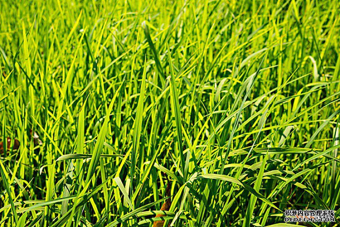 西班牙商标注册流程 西班牙商标注册流程