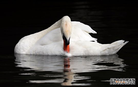 比荷卢商标注册